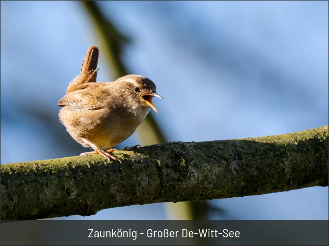 Zaunkönig - Großer De-Witt-See