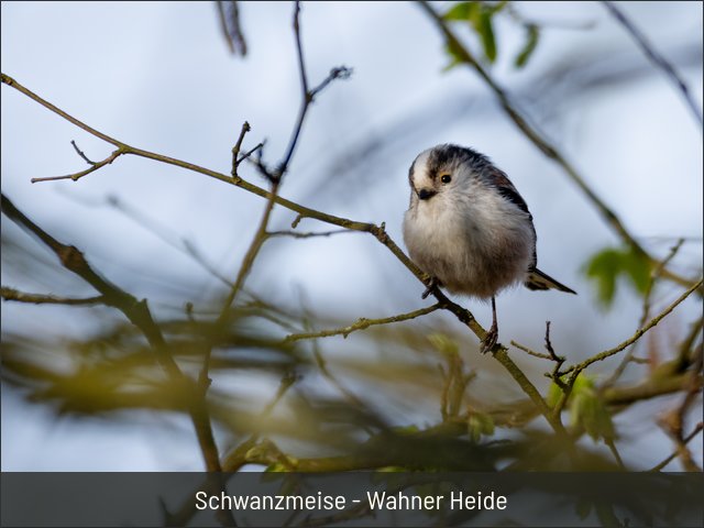 Schwanzmeise - Wahner Heide