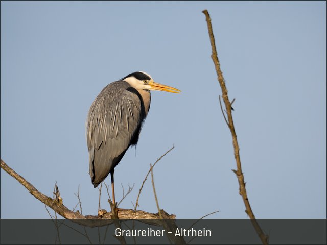 Graureiher - Altrhein