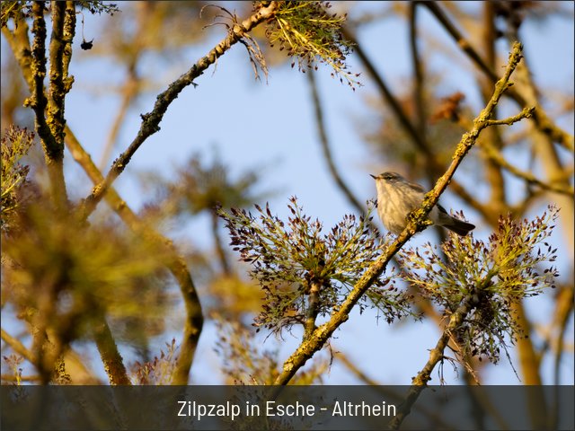 Zilpzalp in Esche - Altrhein
