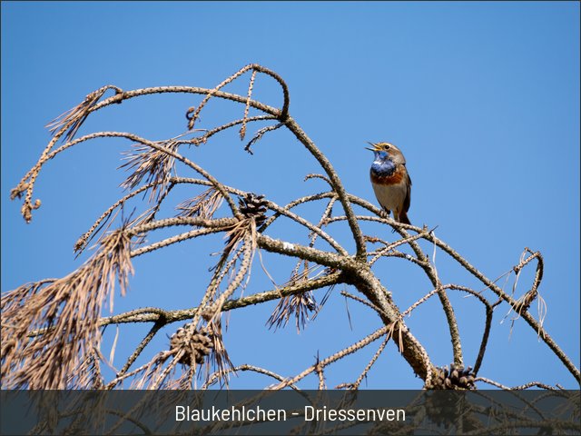 Blaukehlchen - Driessenven