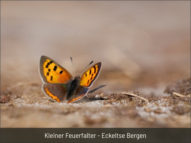 Kleiner Feuerfalter - Eckeltse Bergen