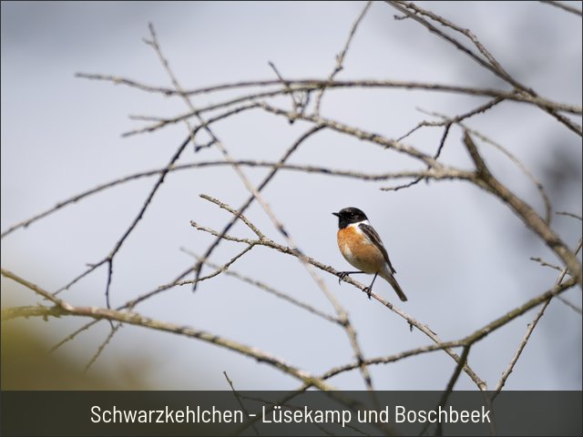 Schwarzkehlchen - Lüsekamp und Boschbeek