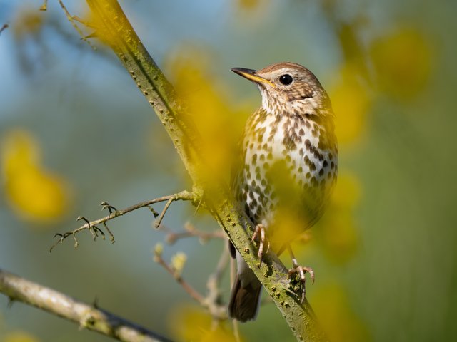 Singdrossel - Tongrube Wahner Heide